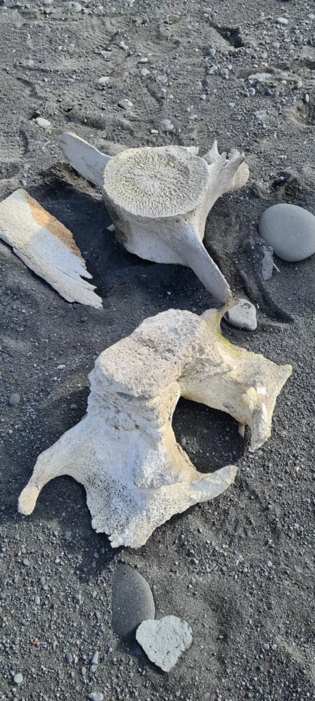 Velké velrybí kosti a obratle hojně se vyskytující na pláži arktického ostrova Jan Mayen při expediční plavbě norskými fjordy.